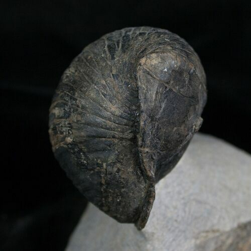Enrolled Wenndorfia Trilobite - #4910